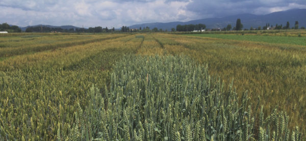 Cerealia Festival - La festa dei cereali